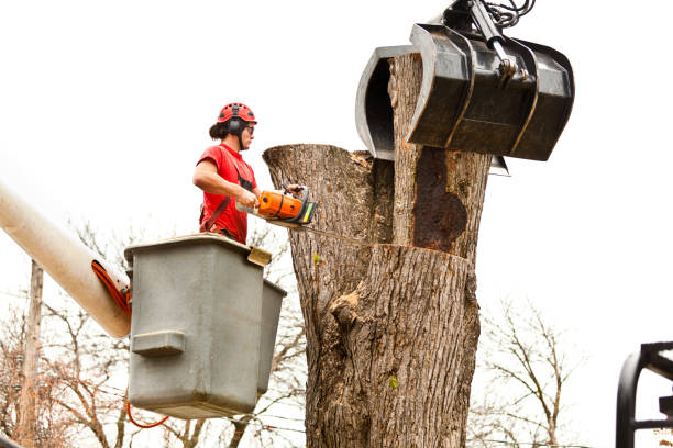 Best Storm Damage Tree Cleanup  in Point, TX